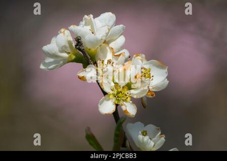 Blühende Quince Flower, Chaenomeles „Nivalis“ White, Blossom Stockfoto