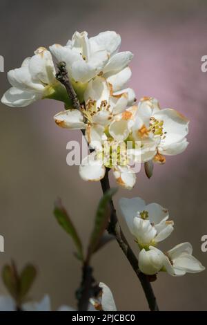 Wunderschöne Chaenomeles „Nivalis“, Blume, Blumenziege, Portrait Stockfoto