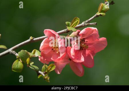 Chaenomeles "Pink Lady", Blumenquittung, Blüte auf der Ast Stockfoto