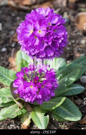 Drumstick Primrose, Plant, Purple, Primrose, Primroses, Mehrjährig, Krautpflanzen, Blumen, Primula denticulata Stockfoto