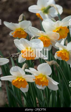 Daffodil Mit Großem Schaft, Narzissen „Professor Einstein“ Narzissen, Narzissen, Frühlingszeit, Garten, Jahreszeit, Pflanzen Stockfoto