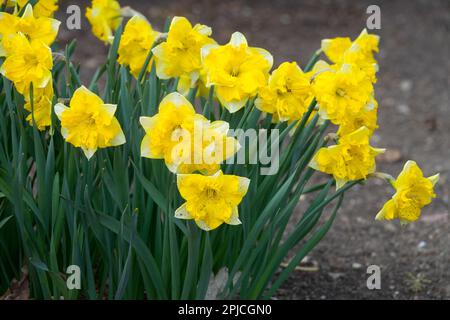 Narcissus Narzissen, Chanterelle, Blumen Stockfoto