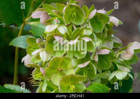 Hellebore, Helleborus „Boughton Beauty“, Helleborus x sternii „Boughton Beauty“ Stockfoto