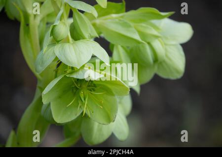 Korsische Nieswurz, Helleborus argutifolius Stockfoto