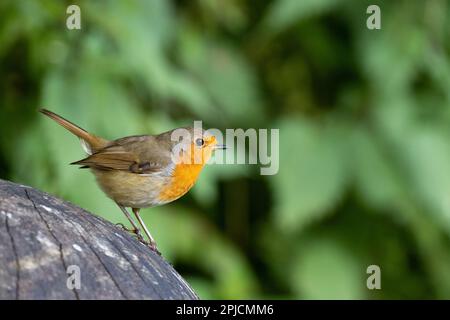 Europäischer Robin [ Erithacus rubecula ] auf Holzgartenschmuck Stockfoto