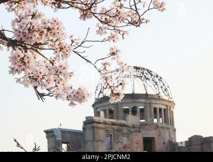 Hiroshima, Japan. 30. März 2023. Der zum Weltkulturerbe gehörende A-Bombe-Dom wird am Donnerstag, den 30. März 2023 im Peace Memorial Park in Hiroshima, Westjapan, hinter voll blühenden Kirschblüten gesehen. (Foto: Yoshio Tsunoda/AFLO) Stockfoto