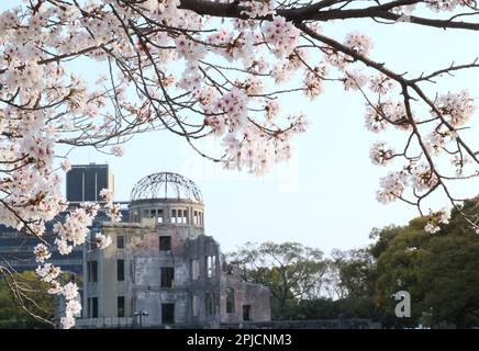 Hiroshima, Japan. 30. März 2023. Der zum Weltkulturerbe gehörende A-Bombe-Dom wird am Donnerstag, den 30. März 2023 im Peace Memorial Park in Hiroshima, Westjapan, hinter voll blühenden Kirschblüten gesehen. (Foto: Yoshio Tsunoda/AFLO) Stockfoto