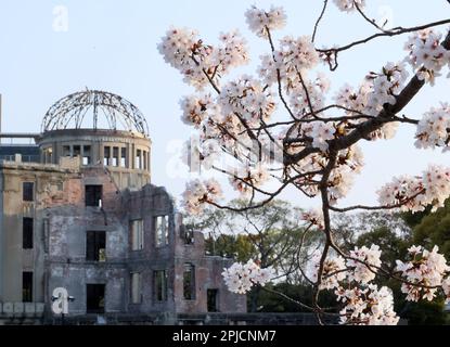 Hiroshima, Japan. 30. März 2023. Der zum Weltkulturerbe gehörende A-Bombe-Dom wird am Donnerstag, den 30. März 2023 im Peace Memorial Park in Hiroshima, Westjapan, hinter voll blühenden Kirschblüten gesehen. (Foto: Yoshio Tsunoda/AFLO) Stockfoto