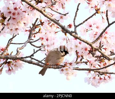 Hiroshima, Japan. 30. März 2023. Am Donnerstag, den 30. März 2023, erhebt sich ein Spatz auf einem Zweig eines voll blühenden Kirschbaums im Friedenspark in Hiroshima, Westjapan. (Foto: Yoshio Tsunoda/AFLO) Stockfoto