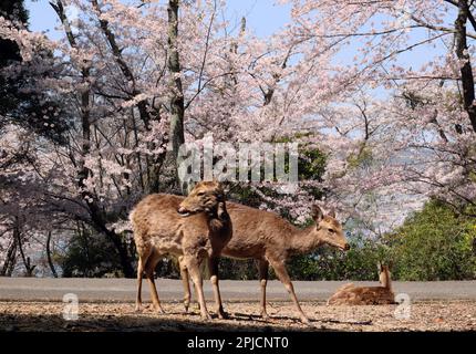 Hatsukaichi, Japan. 31. März 2023. Japanische Hirsche werden am Freitag, den 31. März 2023, auf der Insel Miyajima in Hatsukaichi, Präfektur Hiroshima, Westjapan unter voll blühenden Kirschblüten gesehen. (Foto: Yoshio Tsunoda/AFLO) Stockfoto