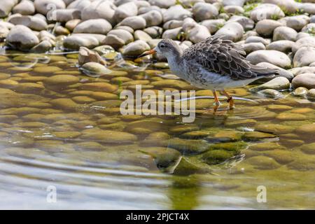 Common Redshank [ Tringa totanus ] Gefangener Vogel waten in einem Teich bei WWT Slimbridge, Gloucester, großbritannien Stockfoto