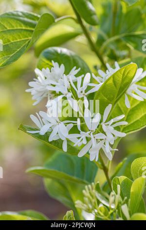 Die hellen weißen Blüten des chinesischen Fringetree auf grünem Hintergrund. Stockfoto