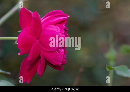 Eine einzelne wunderschöne magentafarbene Rose auf grünem Hintergrund. Stockfoto