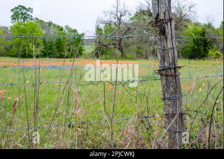 Nahaufnahme eines Stacheldrahtspfostens entlang einer Zaunlinie in Texas im Frühling, als die Wildblumen blühen. Stockfoto