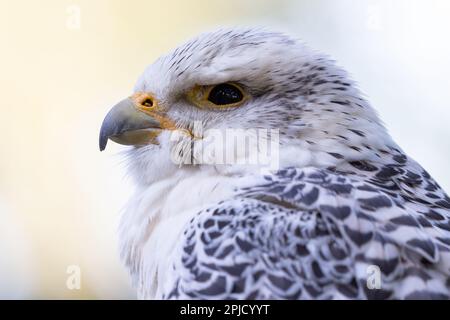 Gyrfalcon und Saker Falcon Kreuz [ Falco rusticolus x Falco Cherrug ] im Loch Lomond Bird of Prey Centre Stockfoto