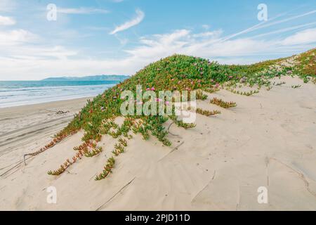 Am Strand blühende Segefeisblumen oder Eispflanzen. Sanddünen und einheimische Pflanzen, kalifornische Küstenlandschaft Stockfoto