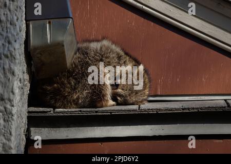 Der Waschbär schläft zusammengerollt auf dem Dach des Hauses. Die wilde Natur Stockfoto