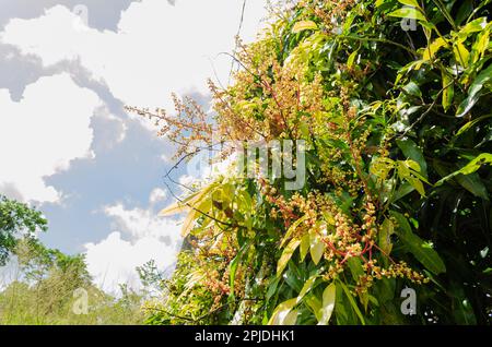 Blüten von Mango Tree Stockfoto