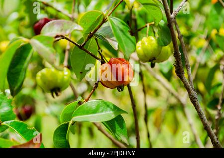 Pitanga Auf Dem Baum Stockfoto