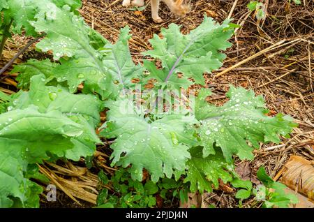 Wassertropfen sind auf den Grünblättern, die in einem mit getrocknetem Meergras bedeckten Garten wachsen. Stockfoto