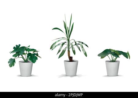 3D Bäume. Realistische natürliche Hauspflanze. Tropische Pflanze im Blumentopf. Weiße Vase. Inneneinrichtung. Grüne Palme und Ficus. Topfmonstera. Exotisches Laub. Heimgarten. Vektor isolierte Innenelemente gesetzt Stock Vektor