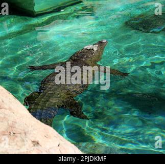 Nilkrokodil (Crocodylus niloticus) Schwimmen im Zoo : (Pix Sanjiv Shukla) Stockfoto