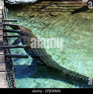 Nilkrokodil (Crocodylus niloticus) Schwimmen im Zoo : (Pix Sanjiv Shukla) Stockfoto