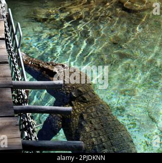 Nilkrokodil (Crocodylus niloticus) Schwimmen im Zoo : (Pix Sanjiv Shukla) Stockfoto