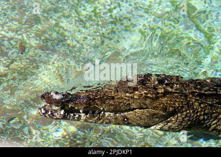 Nilkrokodil (Crocodylus niloticus) Schwimmen im Zoo : (Pix Sanjiv Shukla) Stockfoto