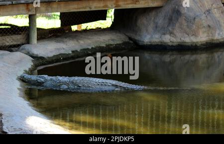 Nilkrokodil (Crocodylus niloticus) Schwimmen im Zoo : (Pix Sanjiv Shukla) Stockfoto