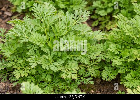 Tanacetum parthenium. Junge Pflanzen der Flitterpaar. Wird als Füllblume in Landhausbouquets verwendet. Stockfoto