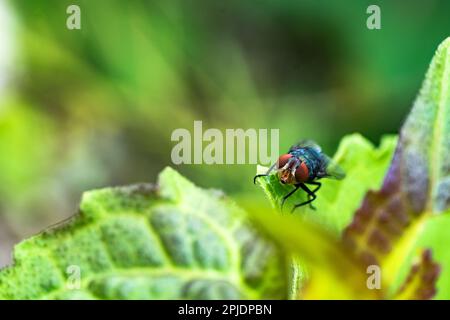 Blaue Fliege oder Calliphora-Kotzbein oder auch als die orange-bärtige blaue Flaschenfliege bezeichnet. Makrofotografie. Speicherplatz kopieren Stockfoto