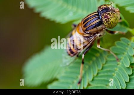 Die Drohne mit den Bandaugen fliegt Eristalinus taeniops auf den grünen Blättern. Speicherplatz kopieren. Makrofotografie. Stockfoto
