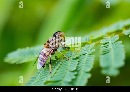 Die Drohne mit den Bandaugen fliegt Eristalinus taeniops auf den grünen Blättern. Speicherplatz kopieren. Makrofotografie. Stockfoto