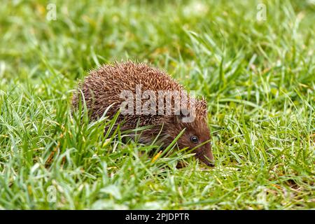 Europäischer Igel, der im Gras auf einer Wiese im Stomovka-Park in Prag spaziert Stockfoto