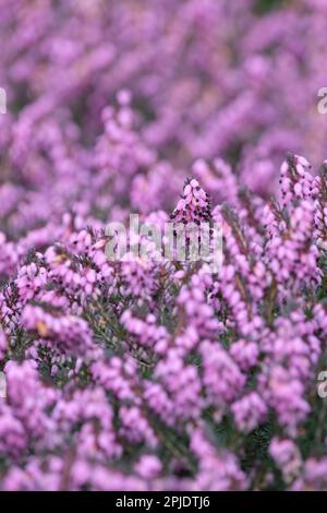 Erica Carnea Lena, Heidekraut Lena, immergrüner Strauch, rosa Winterblüte, rötlich-rosa Blumen Stockfoto