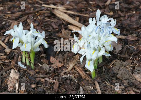 Iris histrioides Finola, zwerge, bulbuse, weiße Blumen, blaue Feder an den Wasserfällen, hellgelbes Wappen Stockfoto