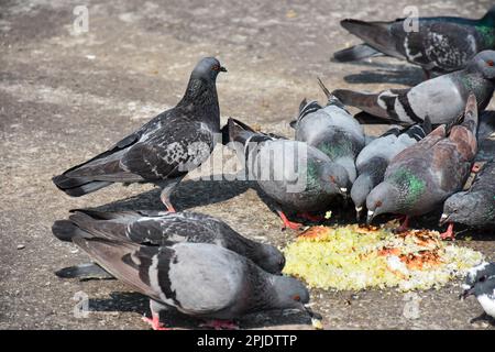 Wilde Tauben, auch Stadttauben genannt, die gekochten Reis essen Stockfoto