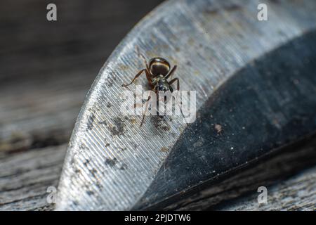 Eine kleine und neugierige Ameise auf einer Messerkante Stockfoto