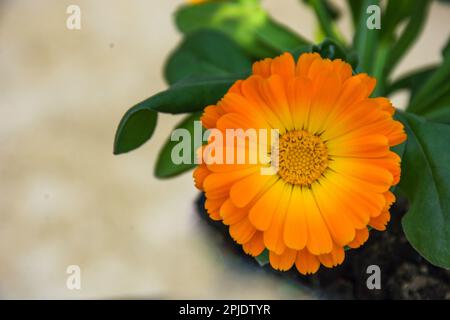 Nahaufnahme der Orangen-Calendula-Blume Stockfoto