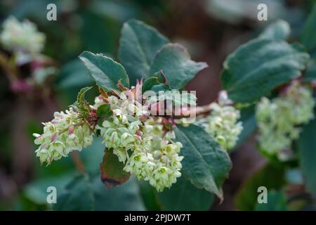 Ribes laurifolium Rosemoor Form, immergrüner Strauch, HängeRacem gelbgrüne Blumen Stockfoto