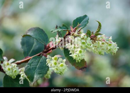 Ribes laurifolium Rosemoor Form, immergrüner Strauch, HängeRacem gelbgrüne Blumen Stockfoto