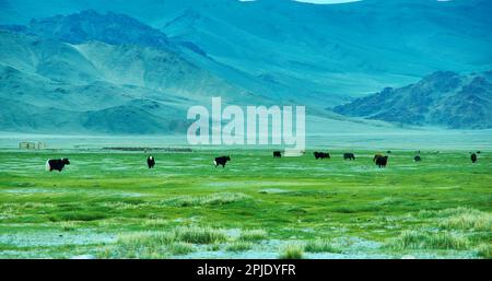 Landschaft von Weiden Yak, das Autofahren zu Dorbot Pass von Ulan-Baishint. Bayan-Olgii Provinz im Westen der Mongolei. Stockfoto