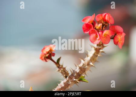 Nahaufnahme der Blüten von Euphorbia milii (auch bekannt als Dornenkrone, Christuspflanze oder Christusdorn). Euphorbiacien. Stockfoto