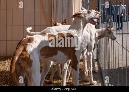 Jagd- und Jägermesse in der mallorquinischen Stadt Santanyi. Ausstellung von Jagdhunden der Rasse Ibizan, Ibizan Podenco Stockfoto