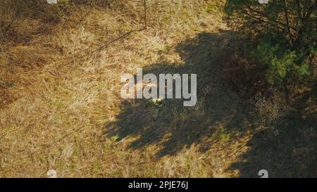 Männer, die als US-amerikanische Soldaten der USA-Infanterie des Zweiten Weltkriegs gekleidet sind, tragen Mörtel für den Kampf im trockenen Gras. Luftaufnahme Stockfoto