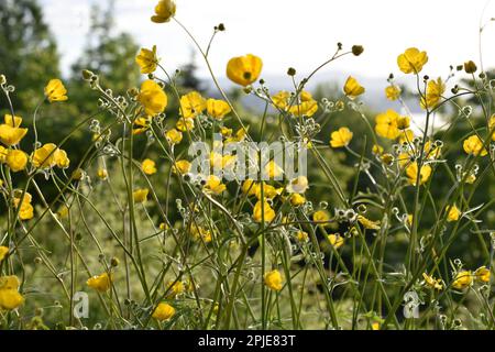 Blühende Butterblütenfelder von Ranunculus acris Stockfoto