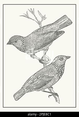 Ein Paar Tanagervögel auf der Postkarte des Zweigs. Vintage-Fauna-Kunst. Handgezeichnete Illustration Stock Vektor