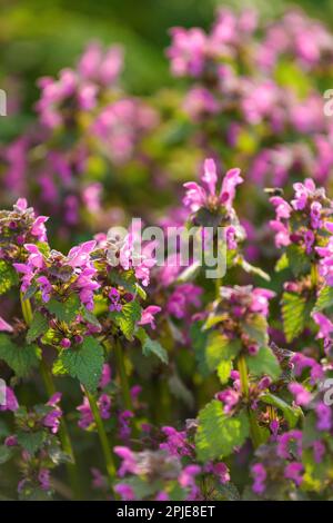 Im Park wurden tote Nesseln (Lamium maculatum) gesichtet, selektiver Fokus Stockfoto