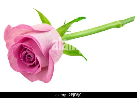 Rosa Rose isoliert auf weißem Hintergrund Stockfoto